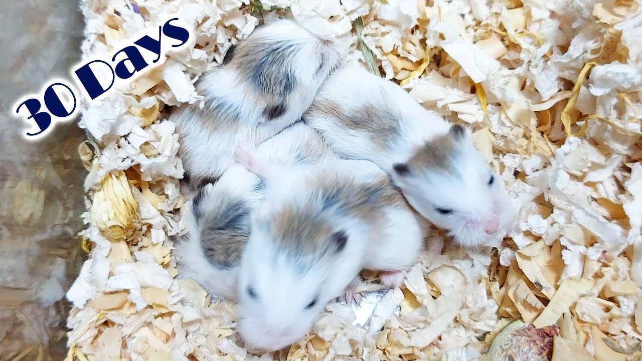 Hamsters in their natural habitat
