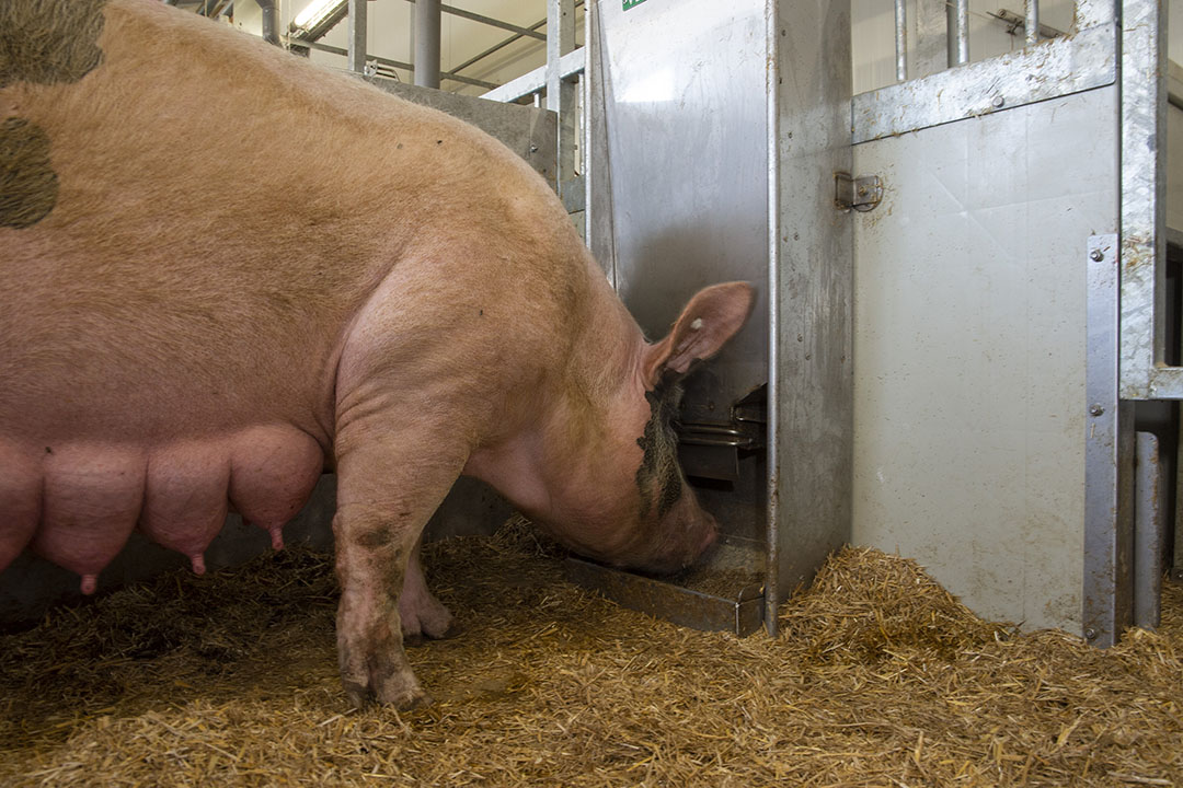 Practical Guide to Selecting Farm Animals for Sale in 2025