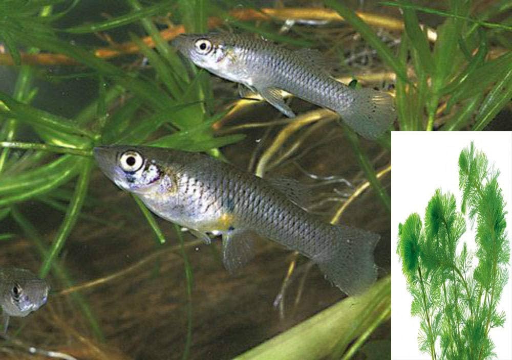 Effective Ways to Find Female Bettas for Sale in 2025