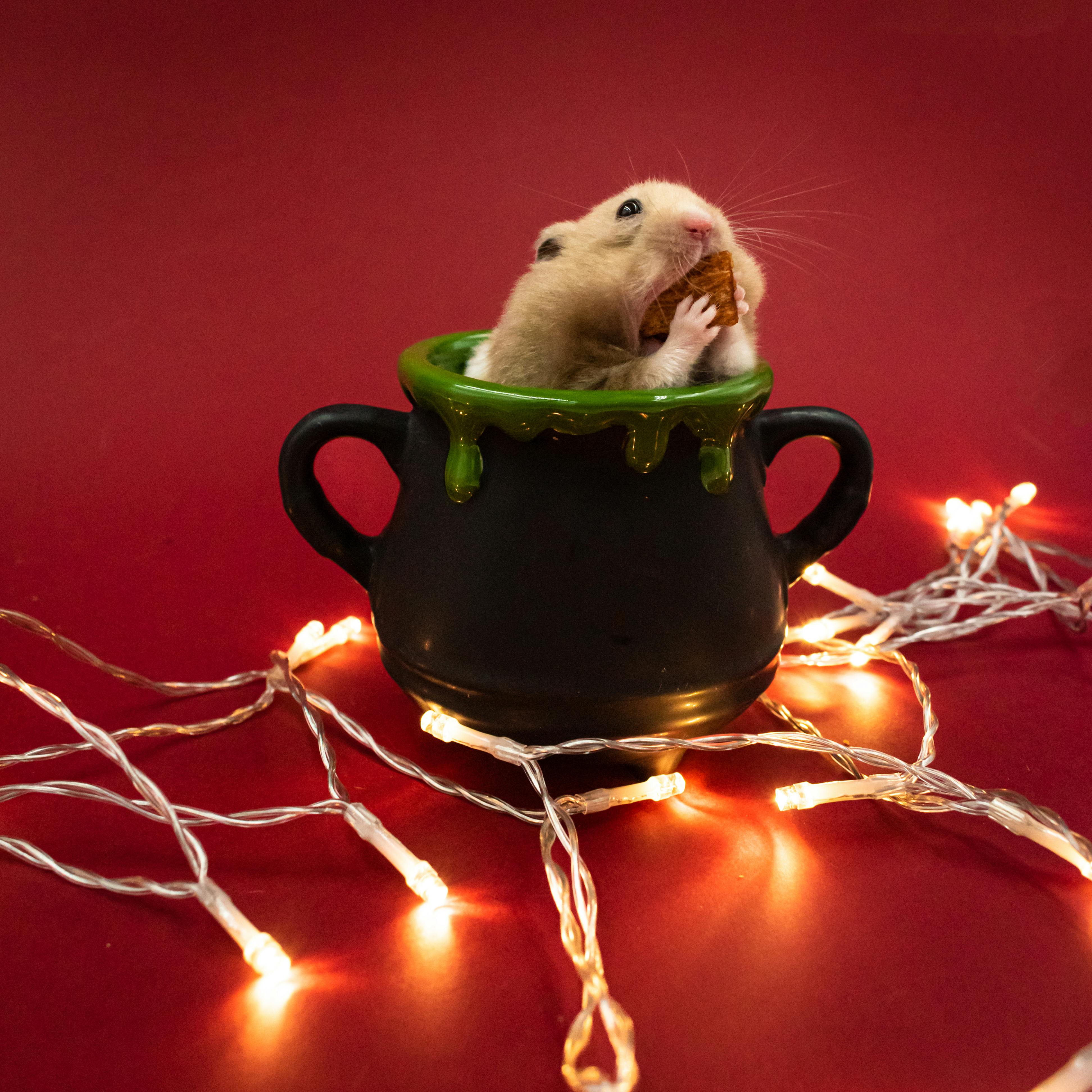 Top 5 Hamster Memes to Explore in 2025!