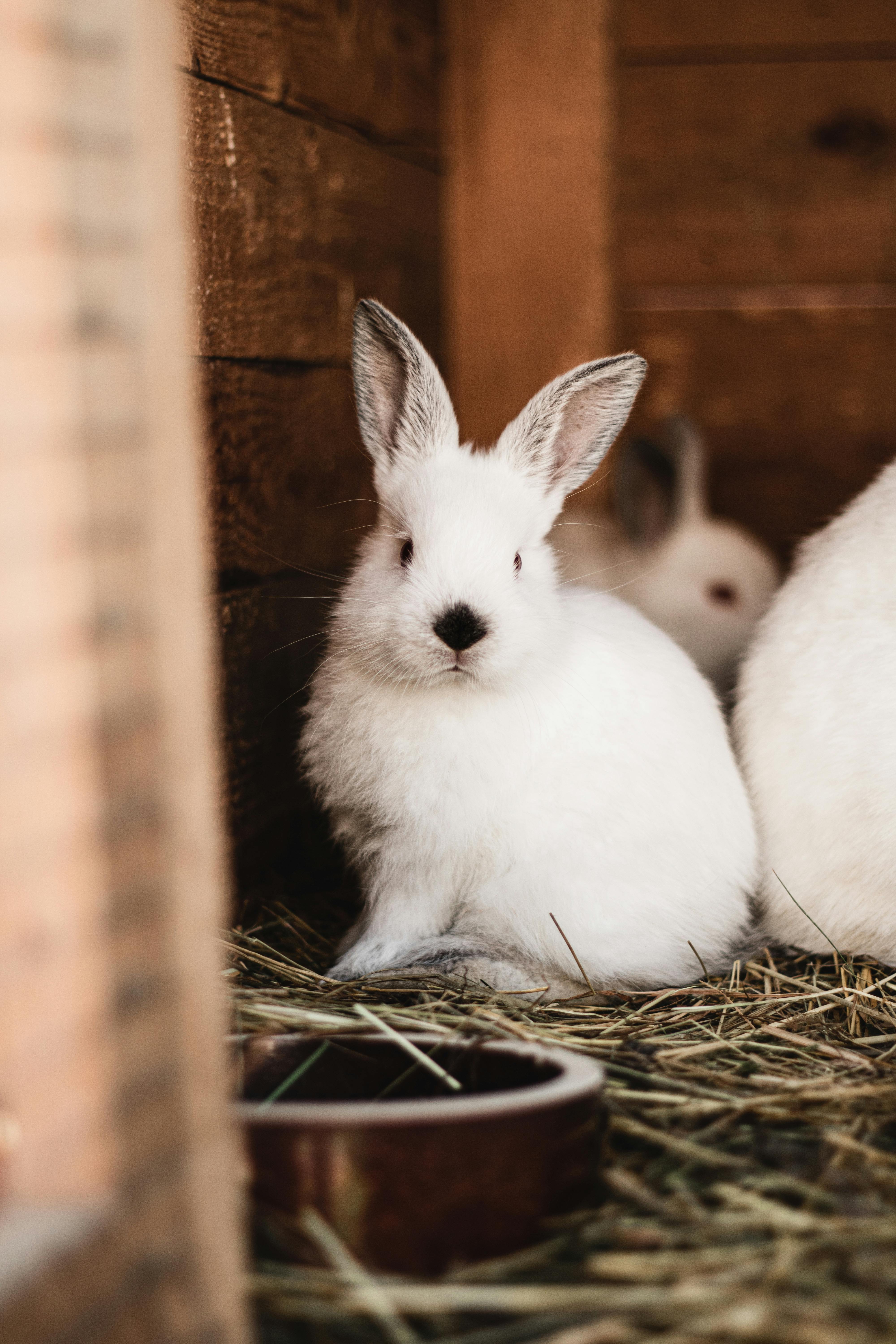 Smart Ways to Choose Cute Pet Rats for Your Joyful Home in 2025!
