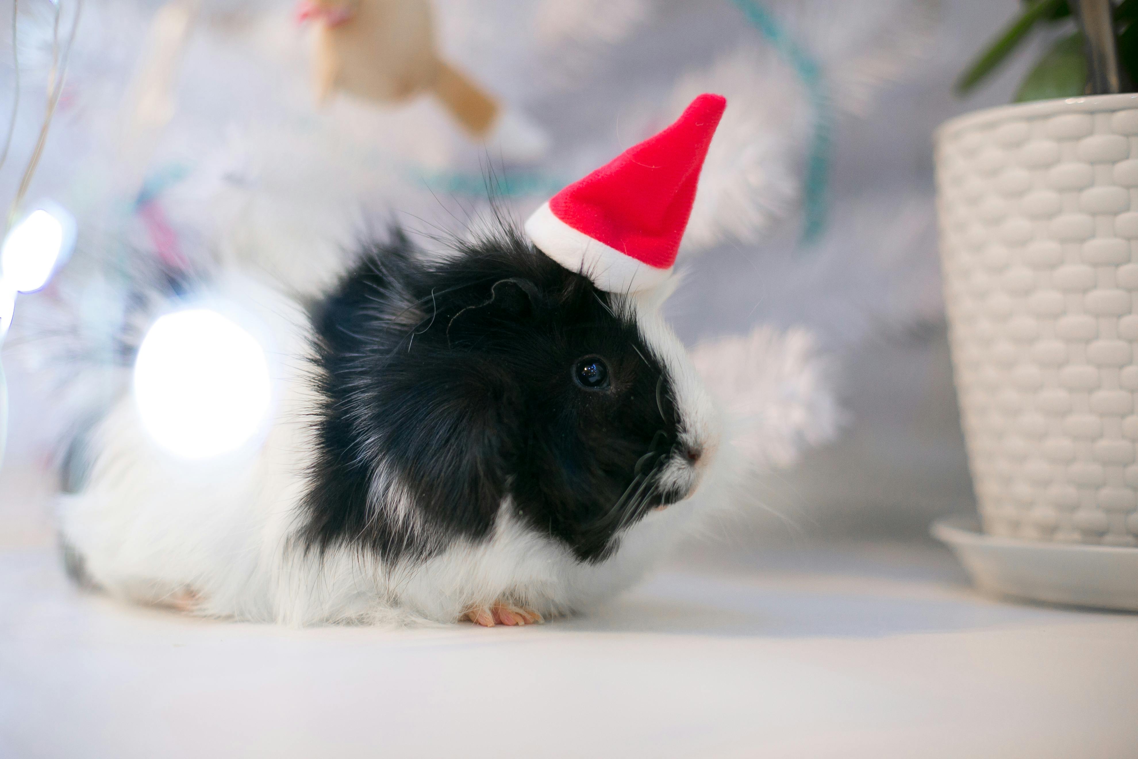Practical Guide to Crafting Hamster Coloring Pages for Kids