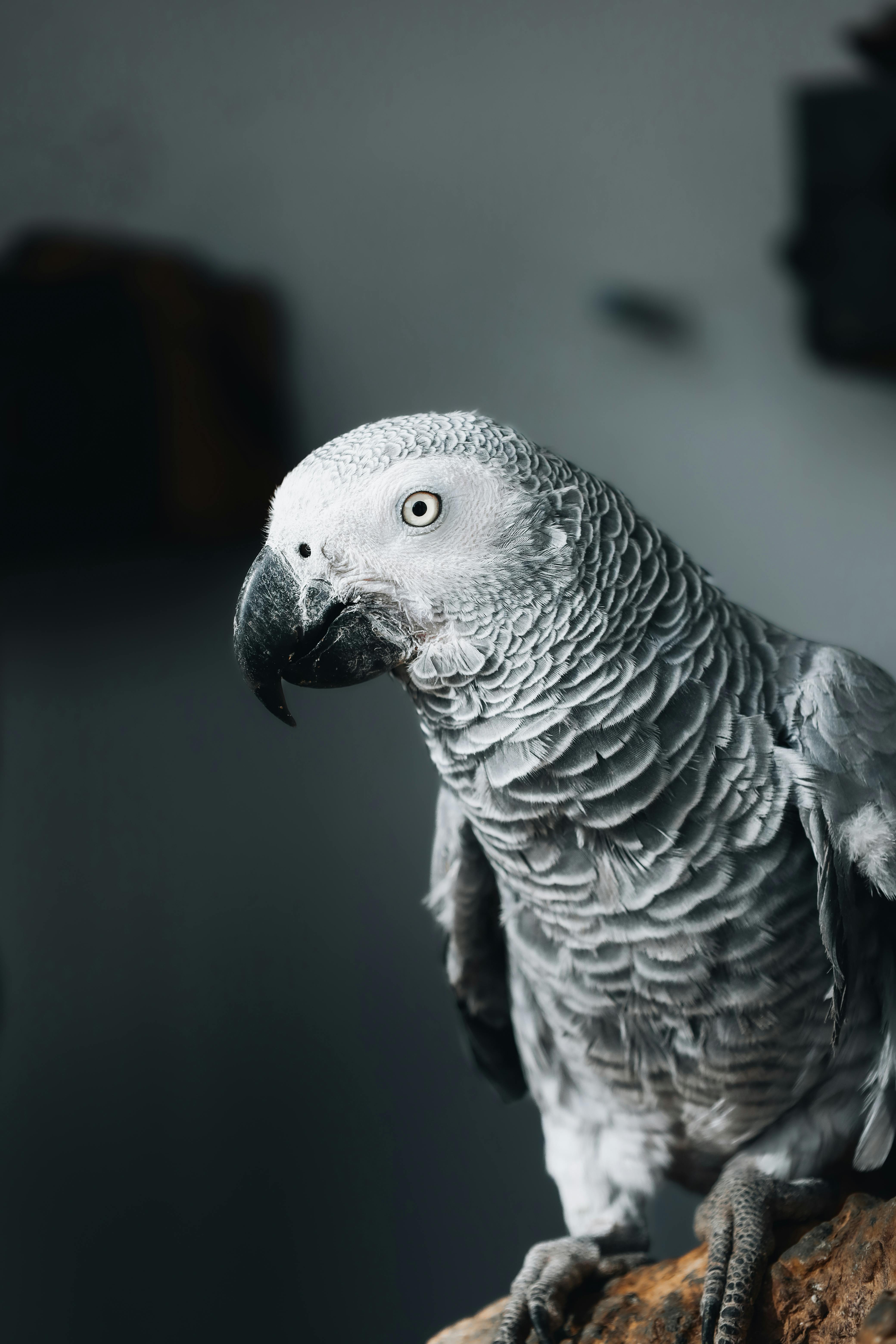 Smart Ways to Discover Pet Rats in 2025 - Explore Local Options