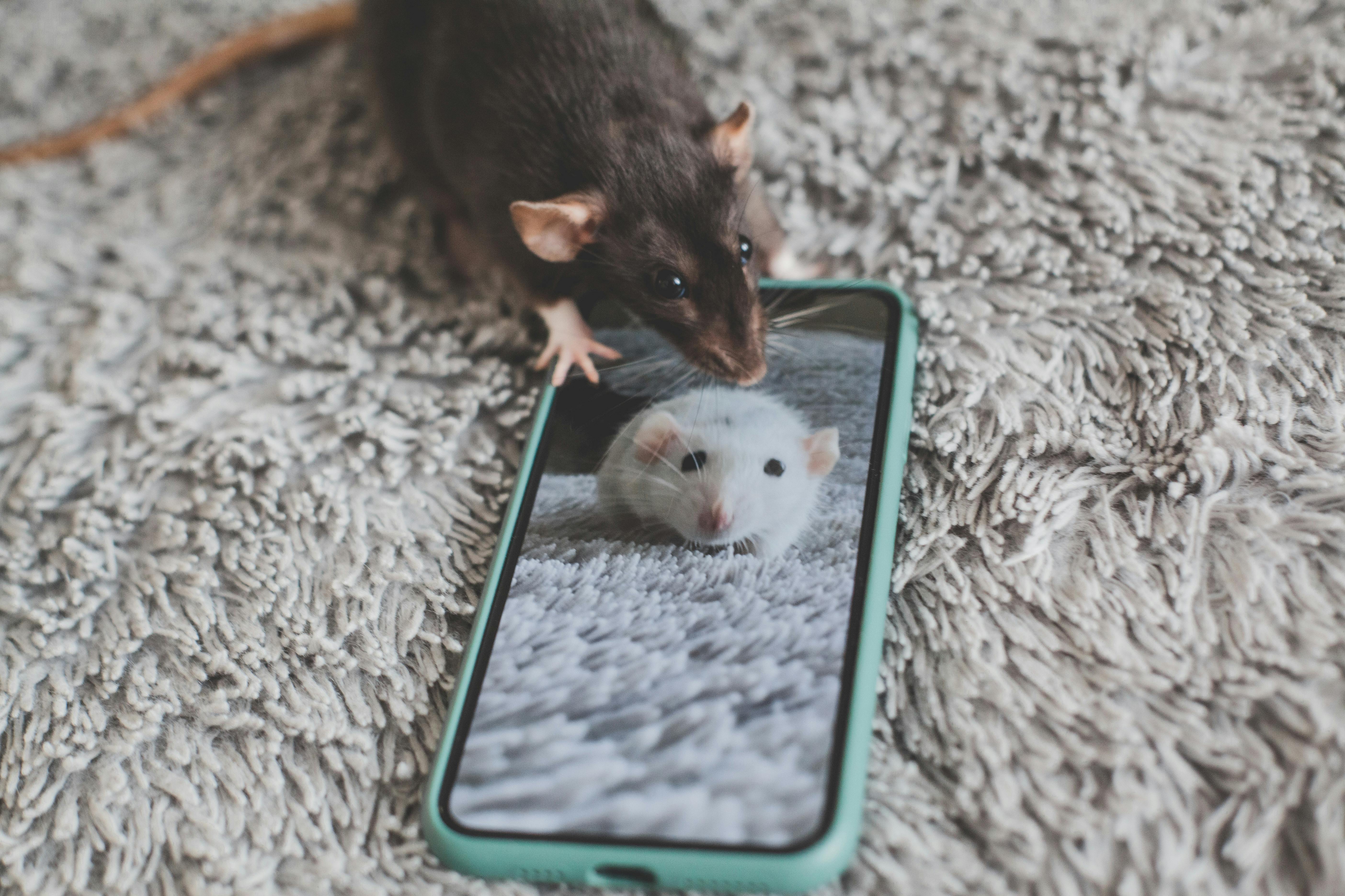Comfortable Hamster Bedding
