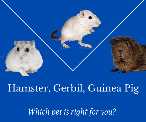 Best 5 Differences Between Gerbils and Hamsters to Consider in 2025