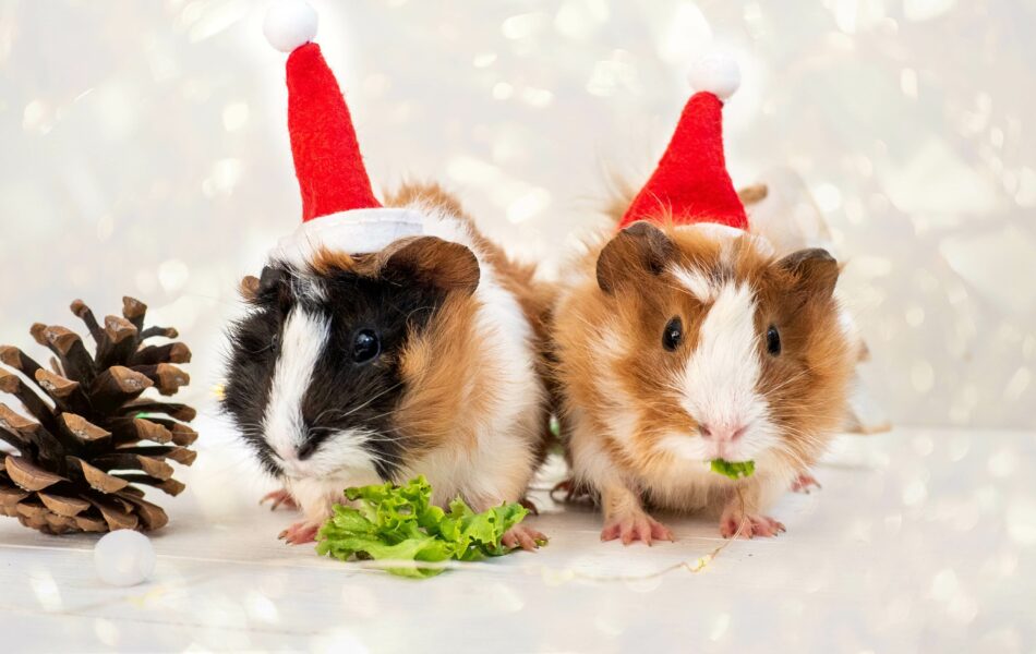 Effective Ways to Compare Hamsters and Guinea Pigs: Discover the Best Pet for 2025