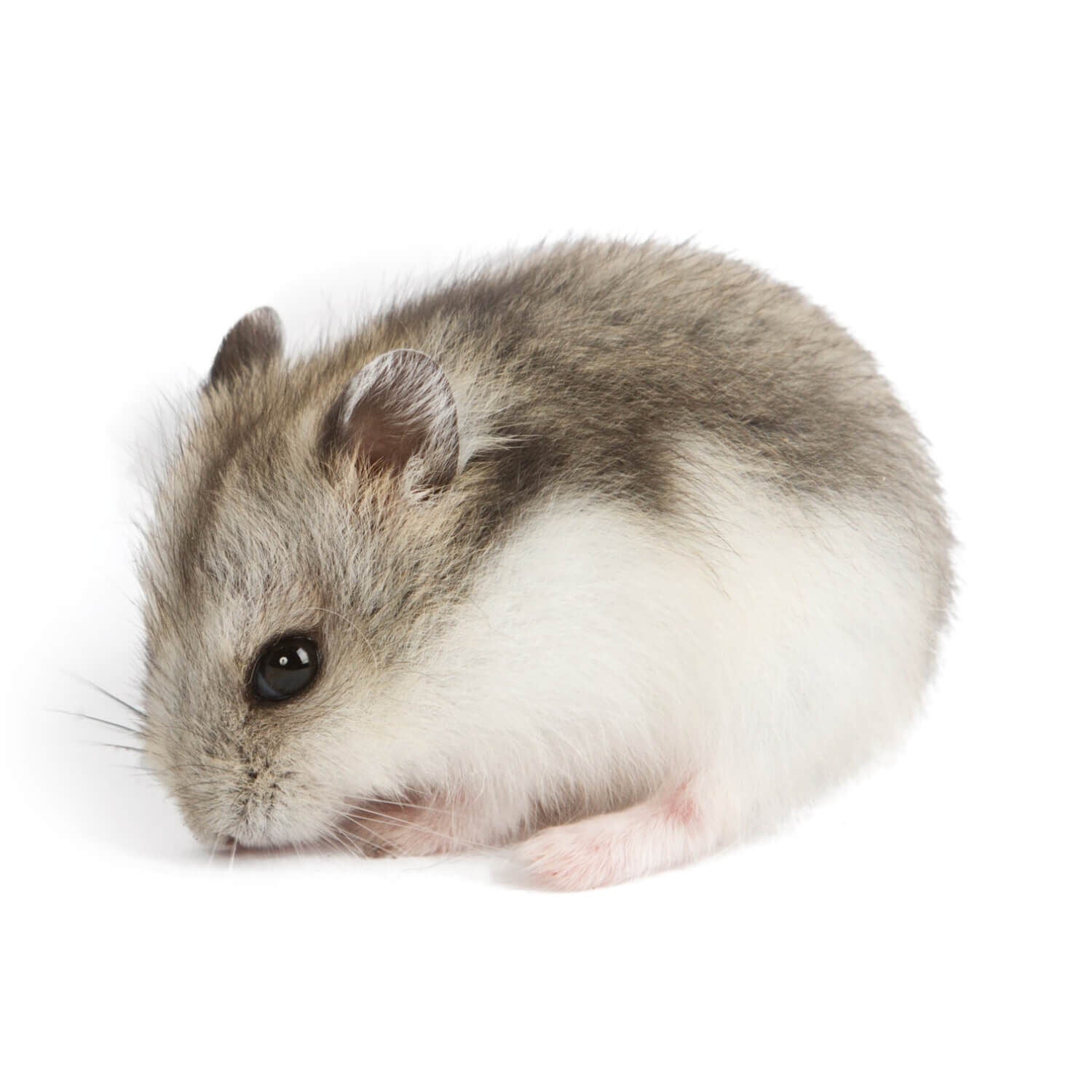 Caring for Winter White Hamster