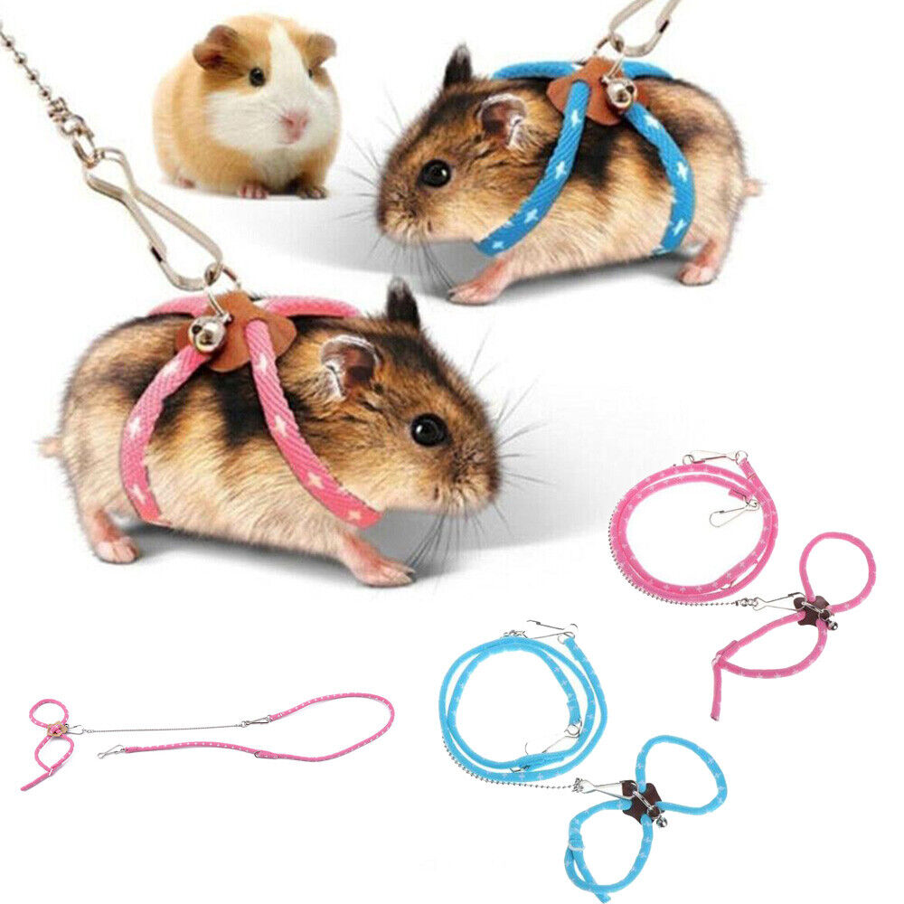 Best 5 Hamster Options for Pet Lovers in 2025 – Discover Your Perfect Companion