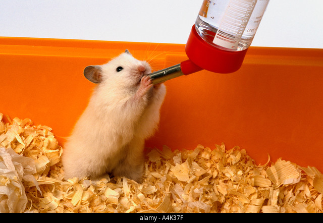 Effective Ways to Keep Your Hamster Hydrated: Essential Tips for 2025