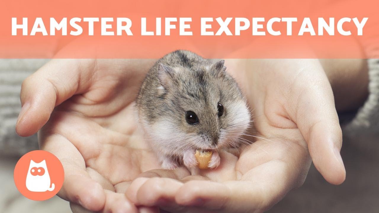 Comprehensive Guide to Hamster Life Expectancy: Discover Care Tips for 2025