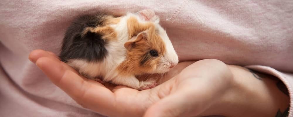 Best 7 Tips for Raising Baby Guinea Pigs Successfully in 2025