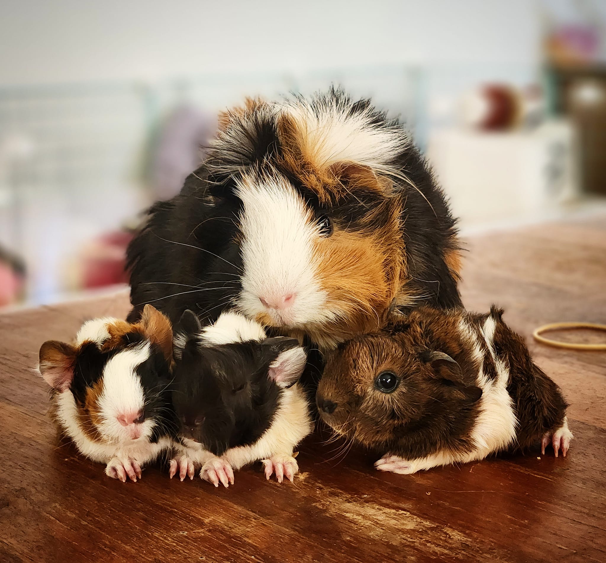 Baby Guinea Pigs