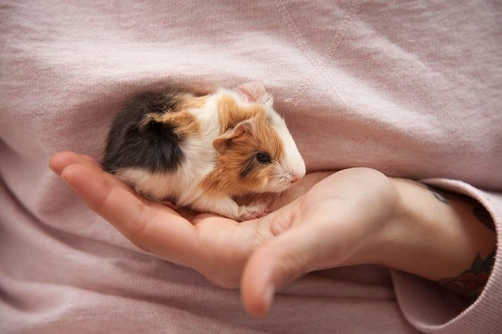 Cute Baby Guinea Pigs