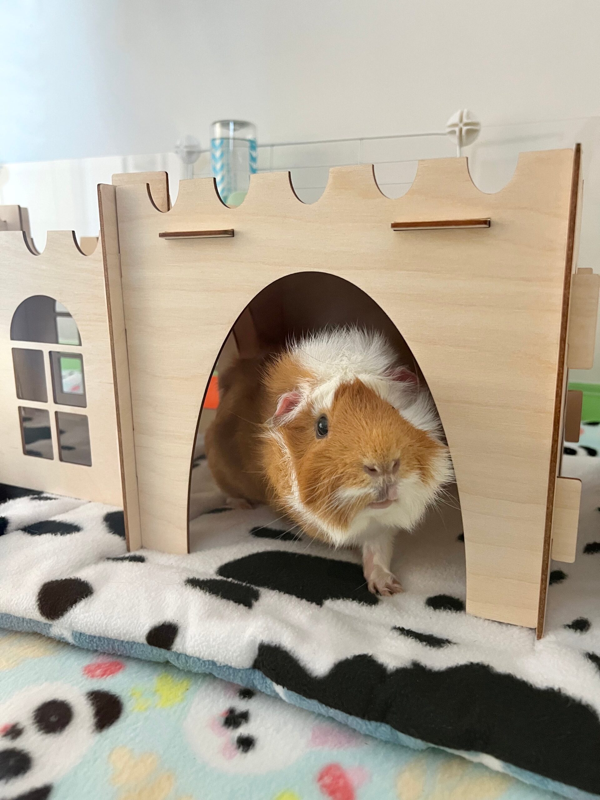 Top 5 Effective Ways to Find Guinea Pigs for Sale in Your Area (2025)