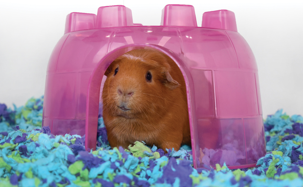 Smart Ways to Choose the Best Guinea Pig Bedding for Comfortable Health in 2025