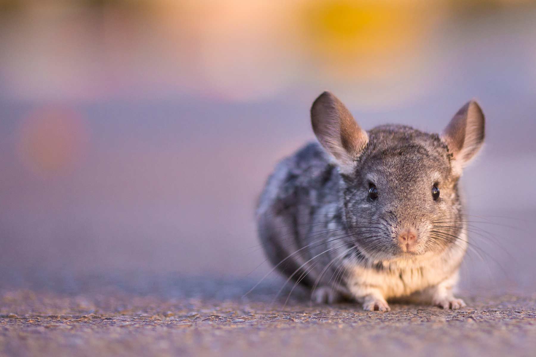 Top 5 Options for Chinchillas in 2025: Essential Care and Cost Insights