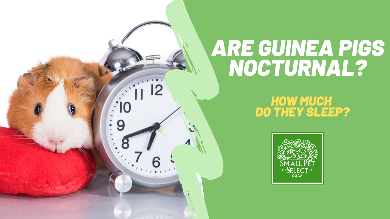 No, guinea pigs are not nocturnal. They are primarily diurnal, which means they are most active during the day and tend to rest at night. However, they may have some activity in the early morning and late evening.