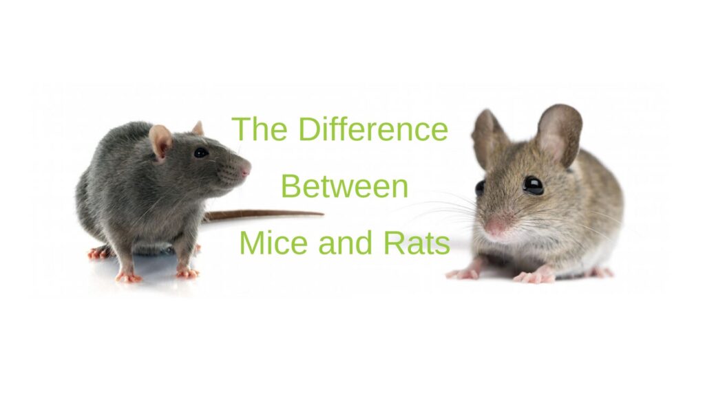 Practical Guide to Understanding Baby Rats vs Mice: Key Differences for Pet Owners in 2025