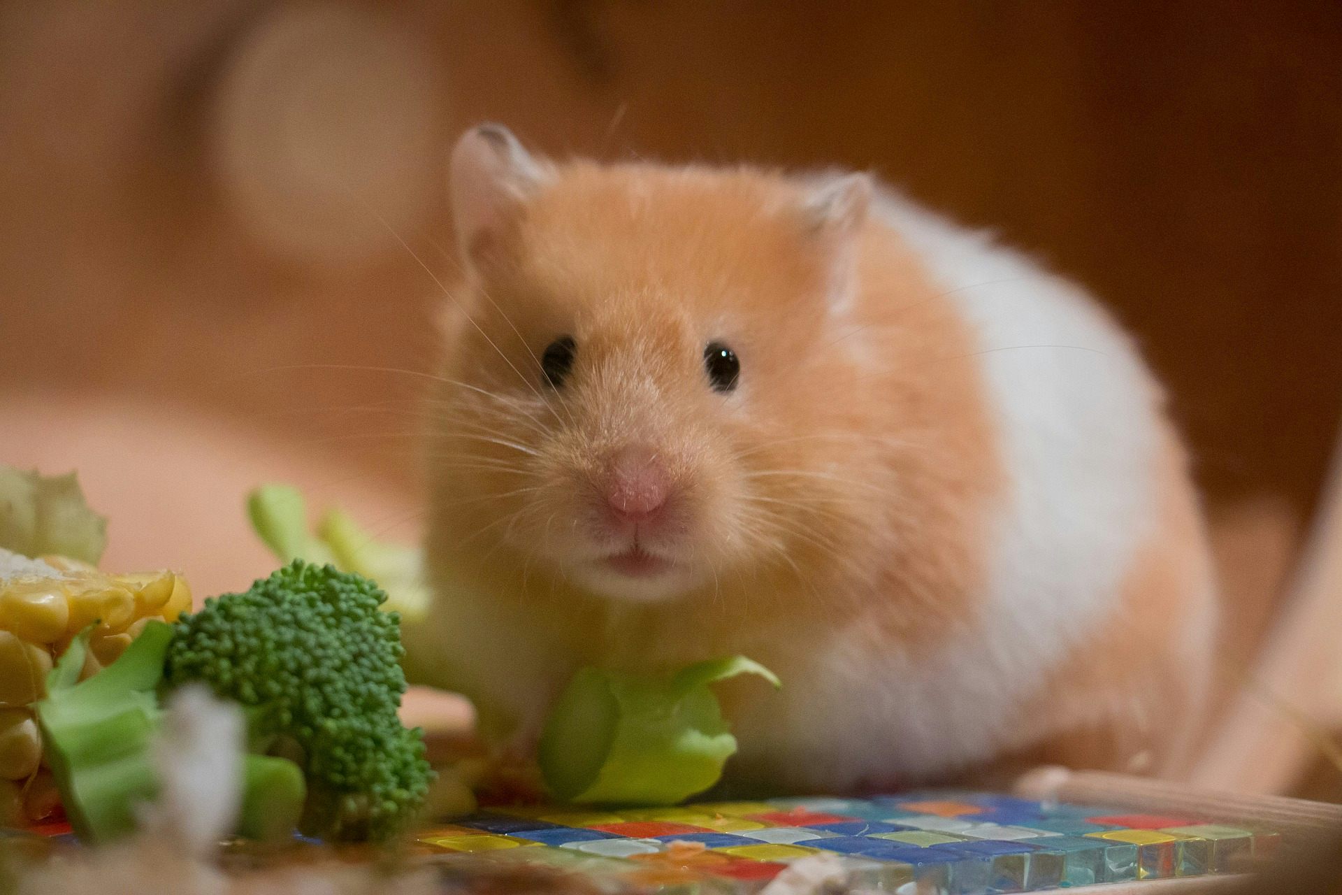 Hamsters playing at night