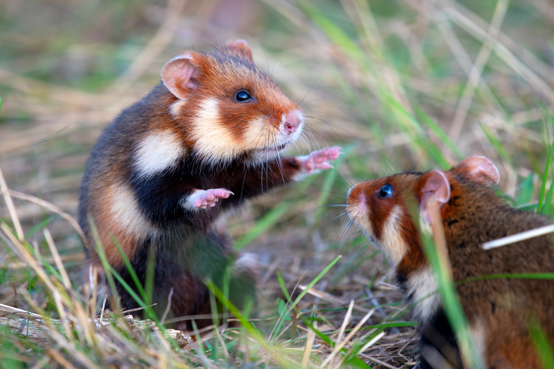 Different Hamster Breeds