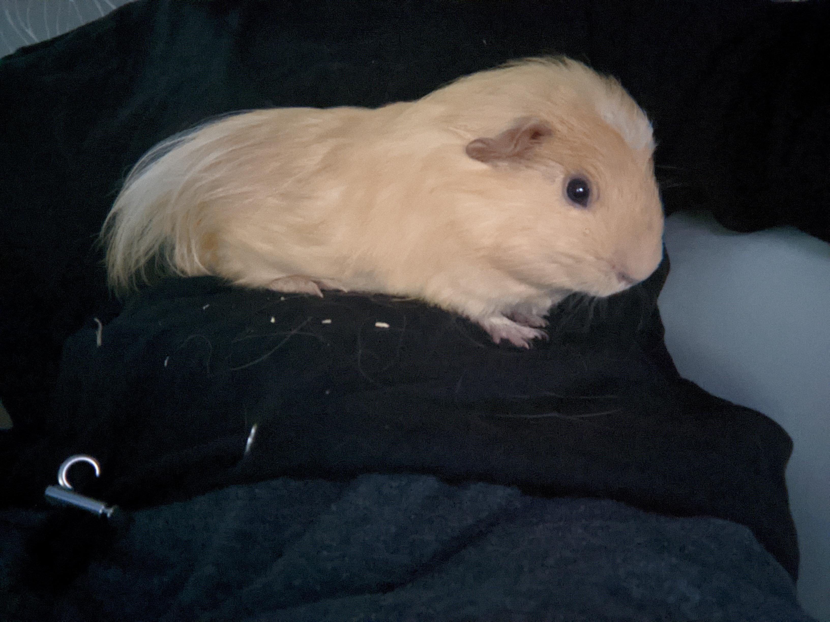 Long Hair Guinea Pigs