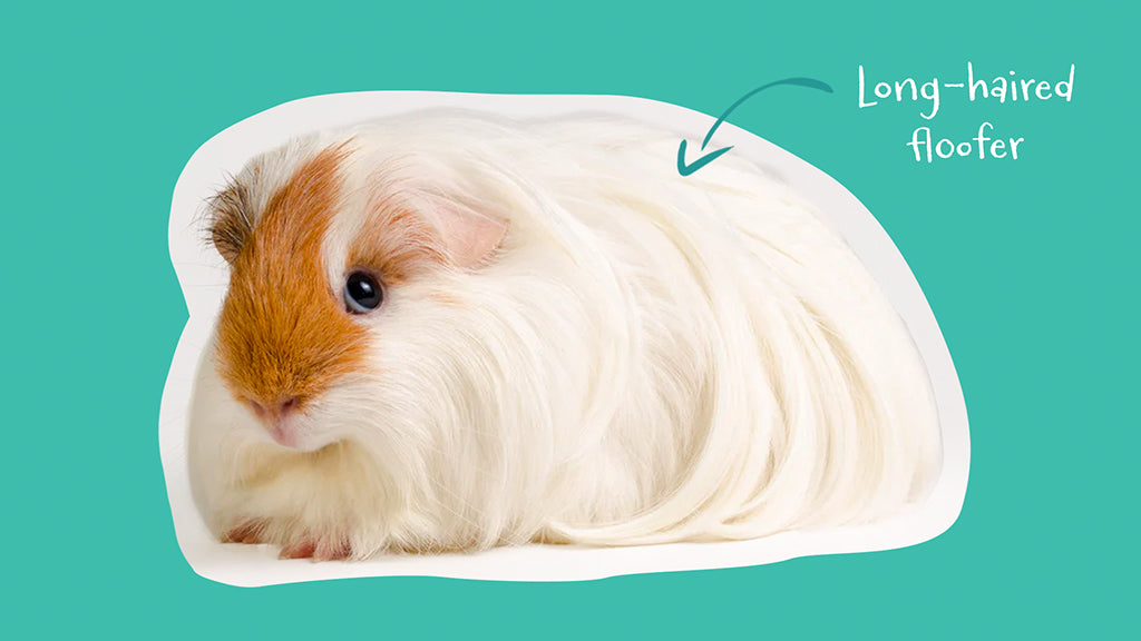 Numerous Long Hair Guinea Pigs