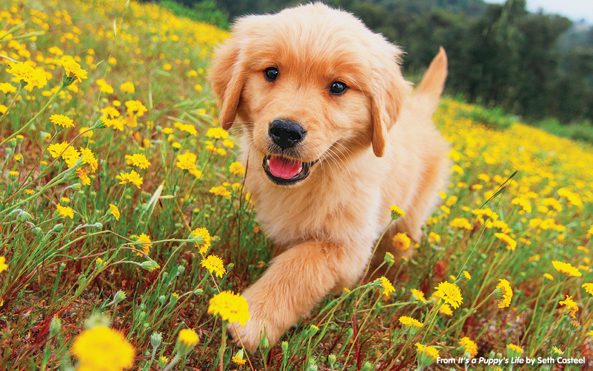 Top 5 Real Cute Puppies to Discover in 2025 for Joyful Companionship