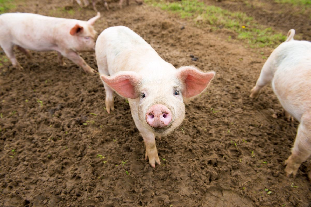 Yes, pigs are omnivores, which means they eat both plants and animals. Their diet typically includes fruits, vegetables, grains, and also protein sources like insects or small animals.