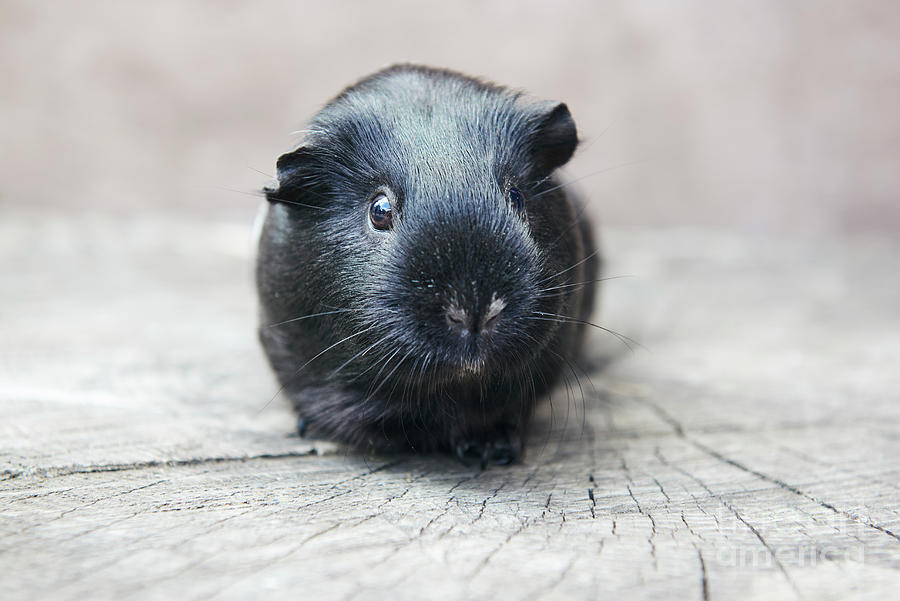 Happy Black Guinea Pig