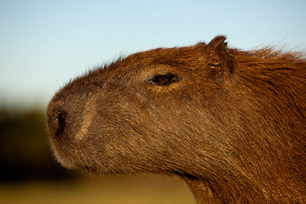 Cute Big Guinea Pig