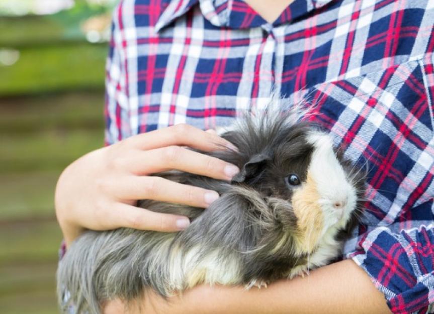 Essential Guide to Guinea Pig Long Hair Care in 2025: Discover Proven Tips!