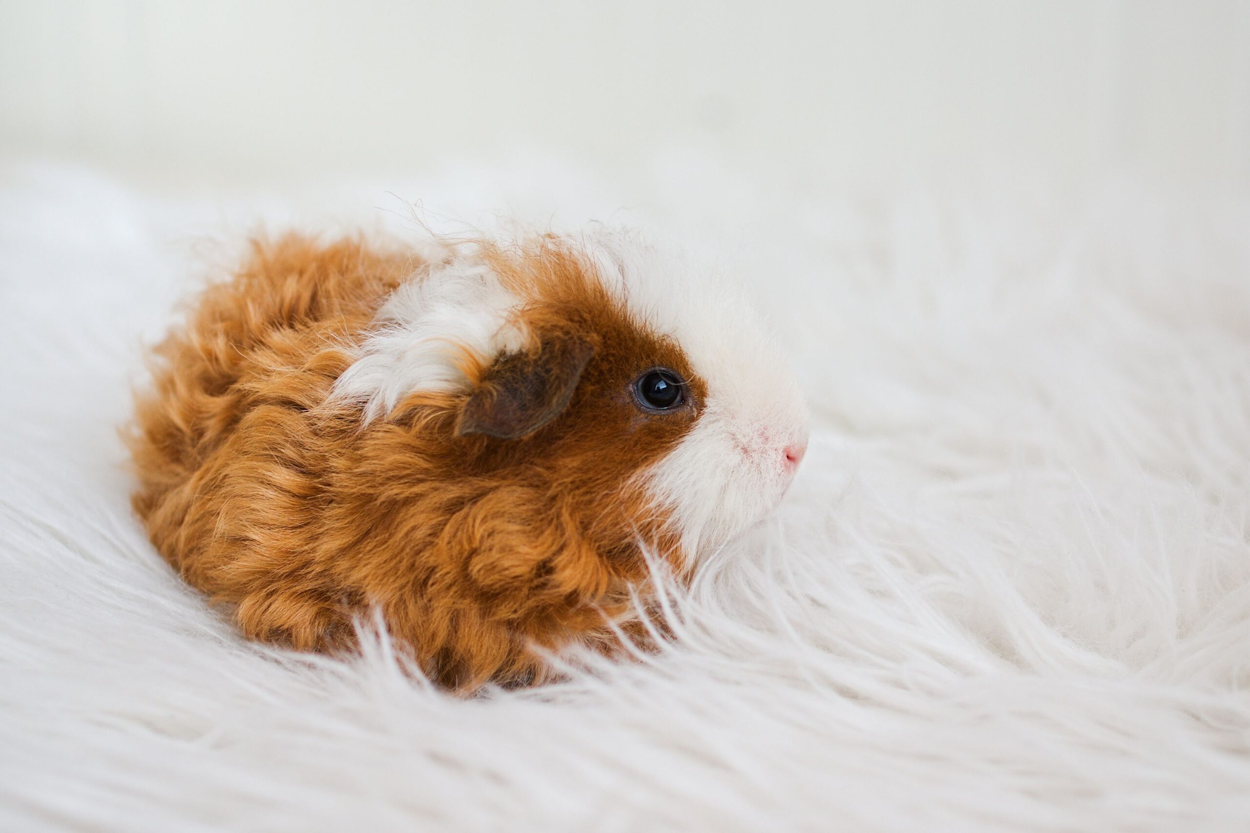 Essential Guide to Fluffy Guinea Pig Care for a Happy Pet in 2025