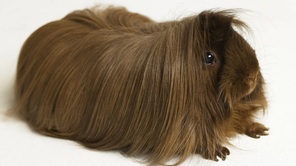 Fluffy Guinea Pig