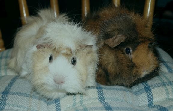 Cute Fluffy Guinea Pig