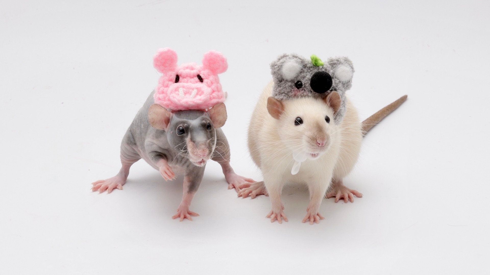 Smart Ways to Discover Cute Rat Pictures in 2025 for Your Collection