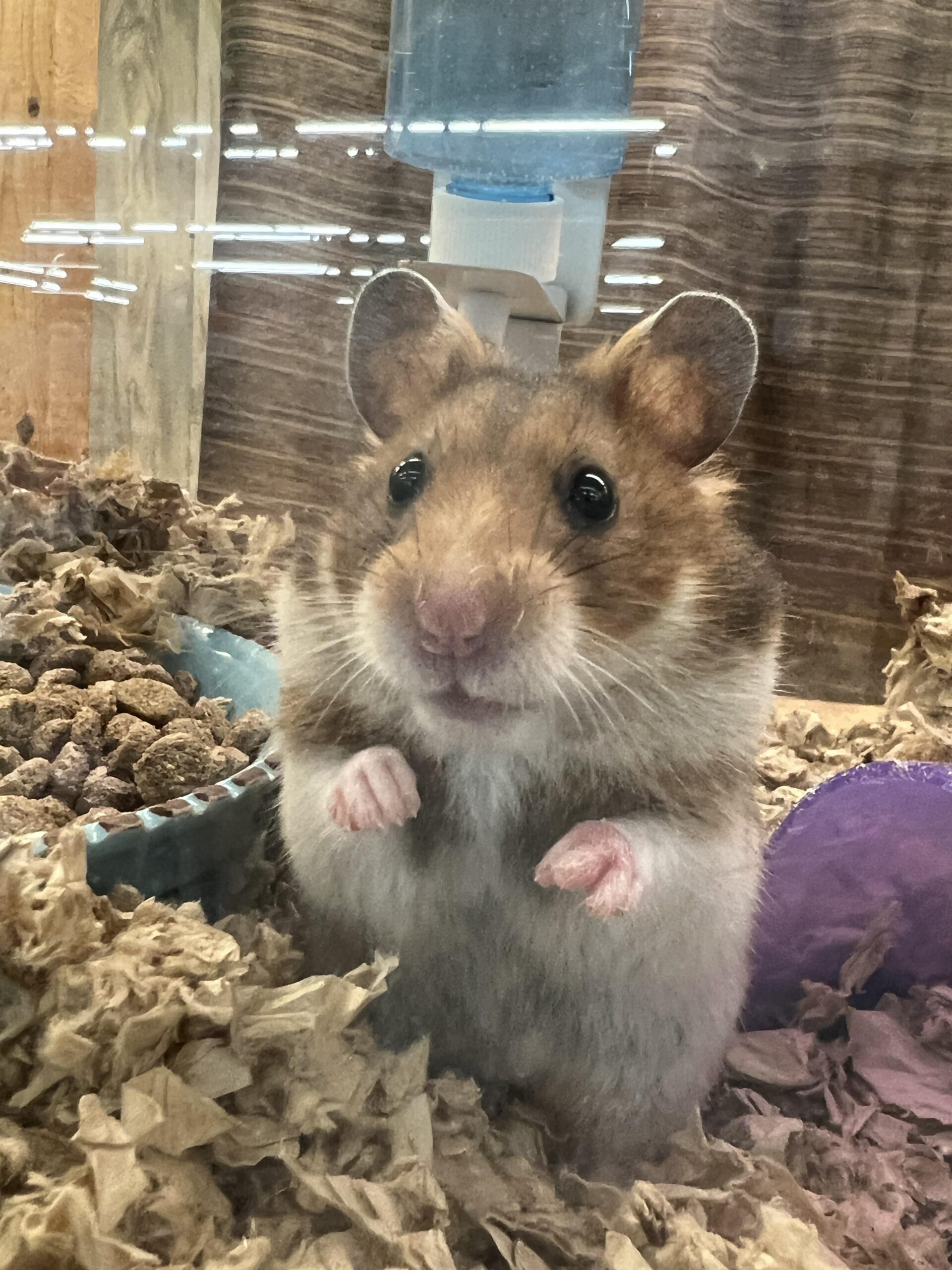 Top 5 Hamster Breeds to Consider for Your 2025 Pet Sanctuary