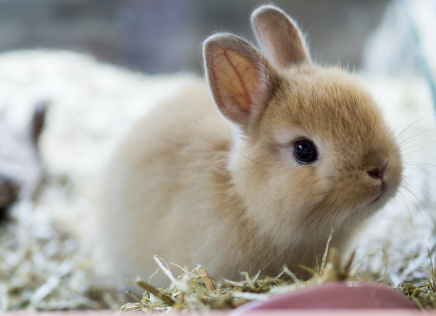 Essential Guide to the Smallest Rabbit Breeds: Discover the Best Options for 2025