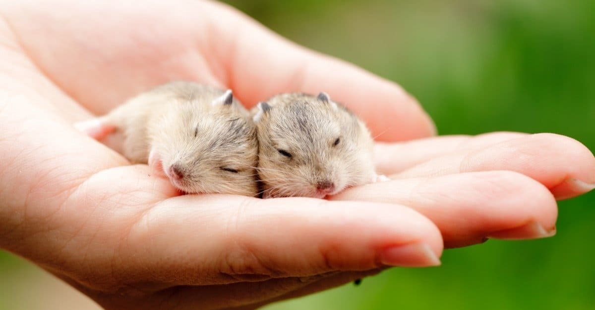 Essential Guide to Hamster Gestation Period: What to Expect in 2025