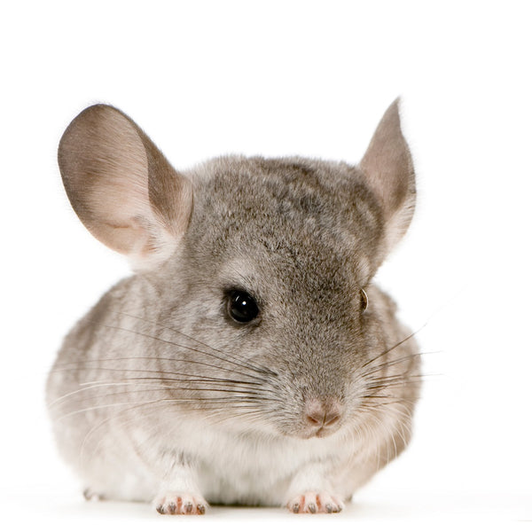 Discover the Best Places to Find a Chinchilla Near You in 2025!