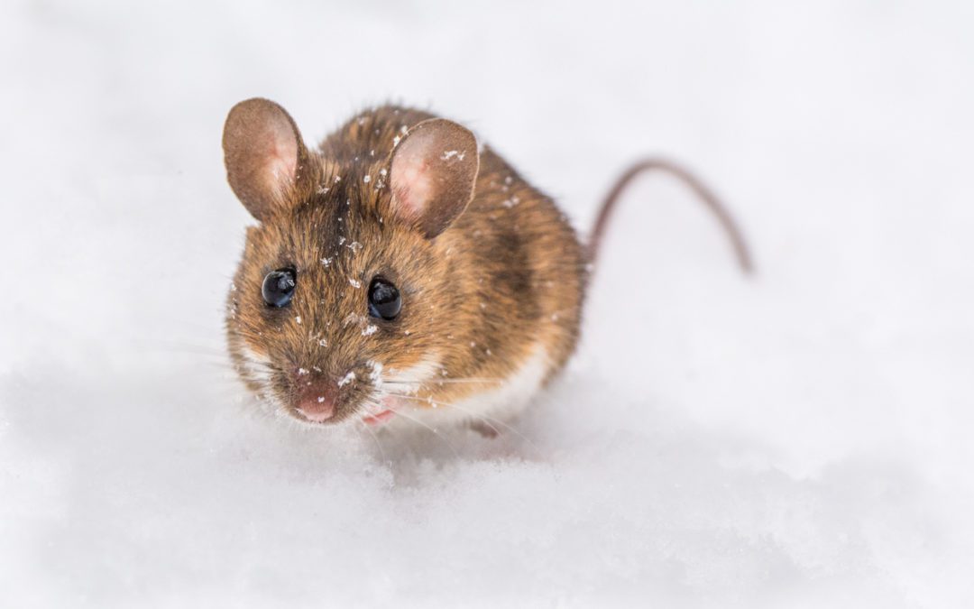 How to Better Understand Mice: Effective Insights for 2025 and Beyond