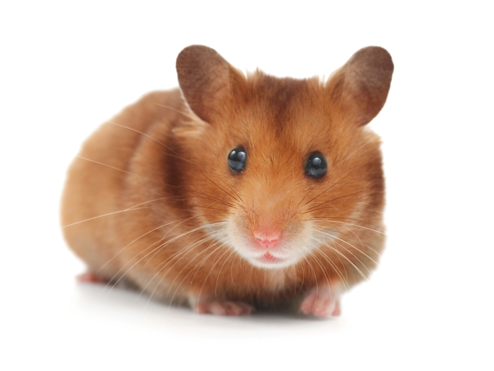 How to Properly Care for Your Hamster: Essential Tips for 2025