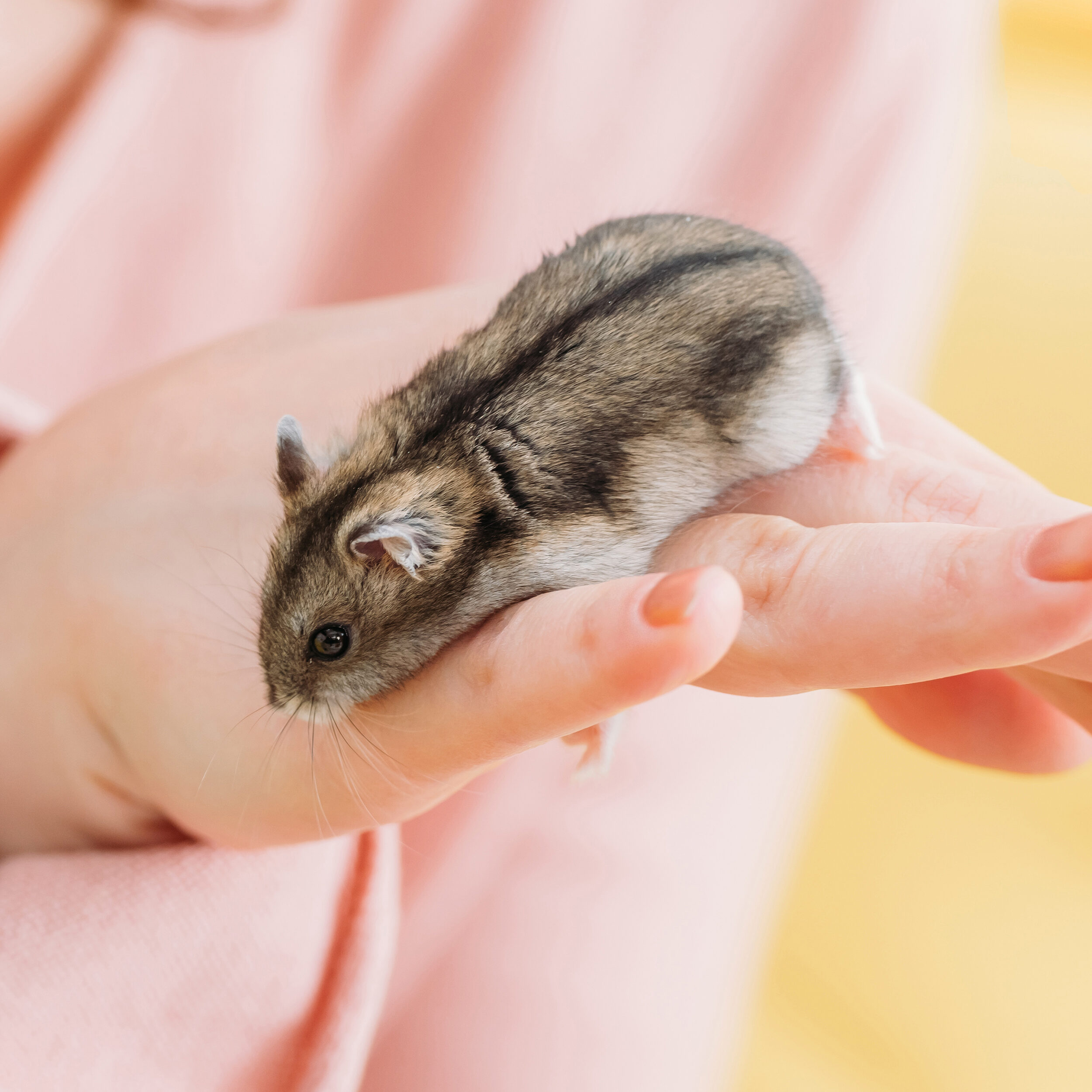 Hamster Habitat