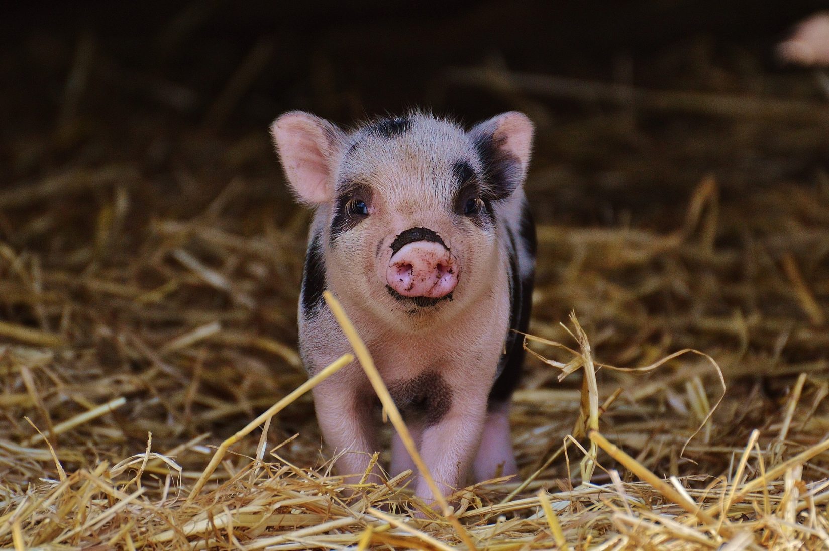 Best 5 Small Pig Breeds for Backyard Farming in 2025: Discover Your Ideal Companion