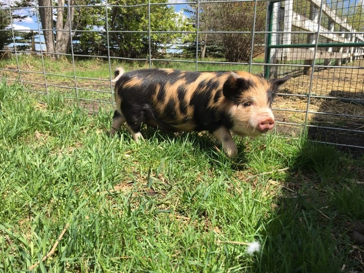 Small Pig Breeds