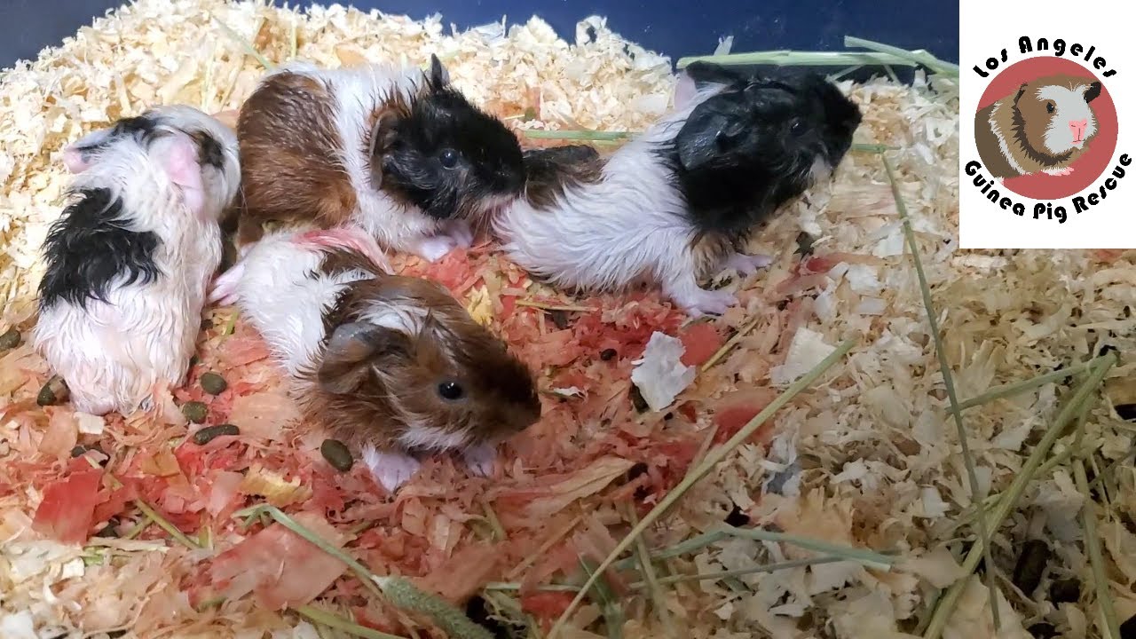 newborn guinea pigs