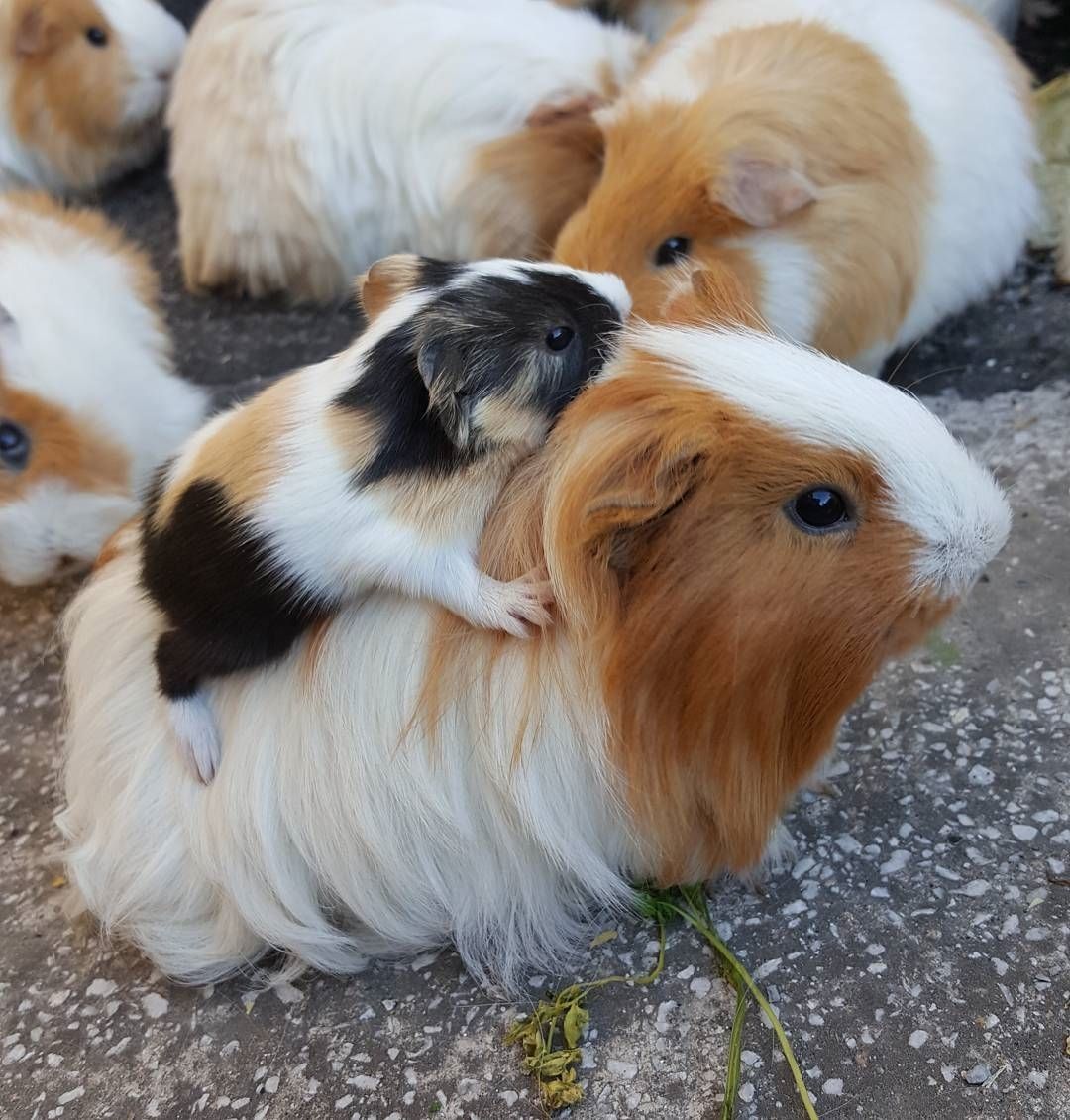 baby guinea pigs