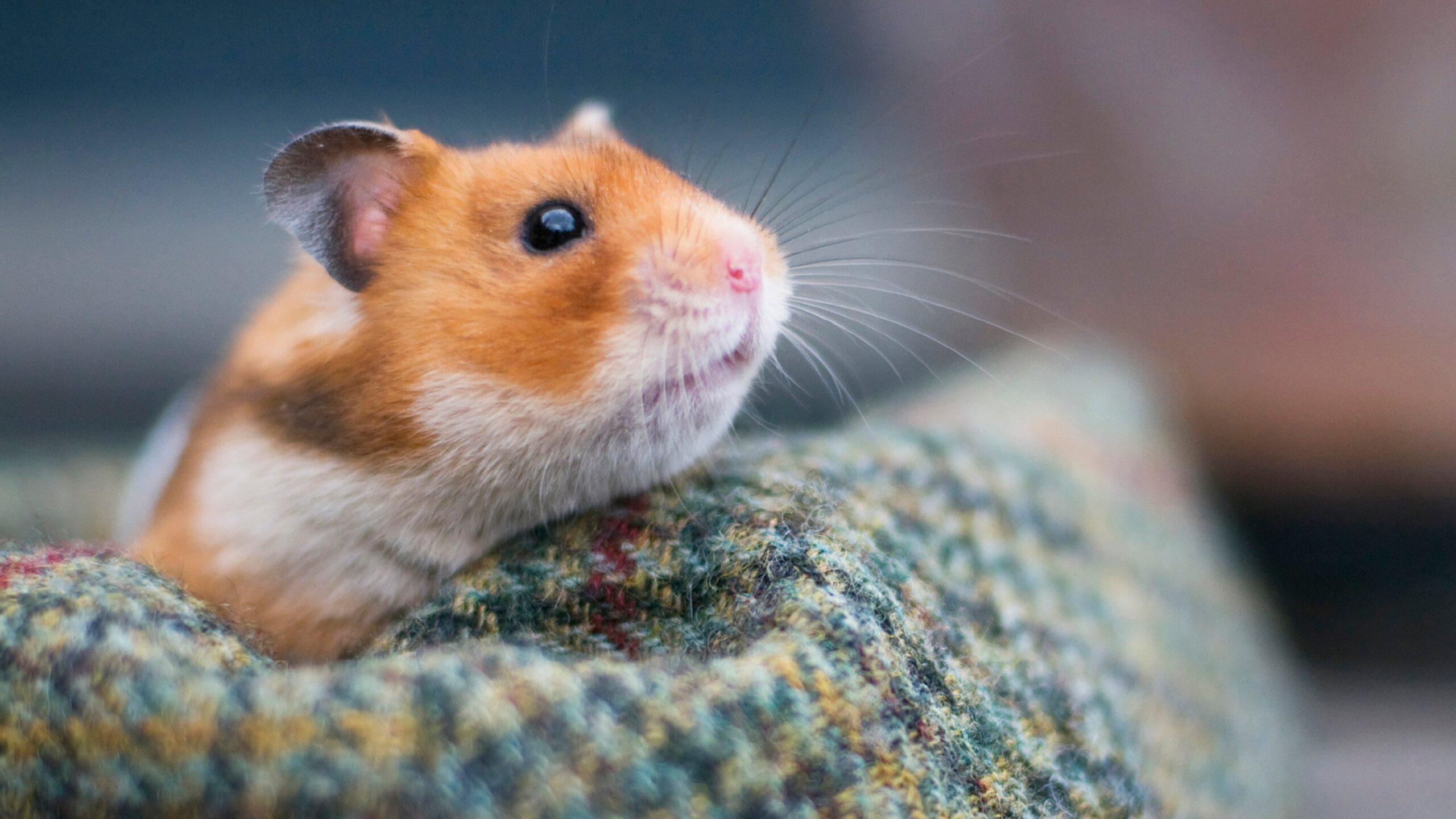 Smart Ways to Reduce Smell in Hamsters: Practical Tips for a Happier Home in 2025