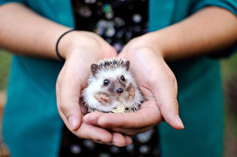 Effective Ways to Care for Cute Little Animals in 2025: Discover the Best Practices