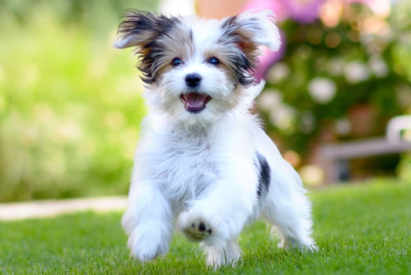 Smart Ways to Train Your Cute Little Puppies in 2025: Discover Effective Techniques