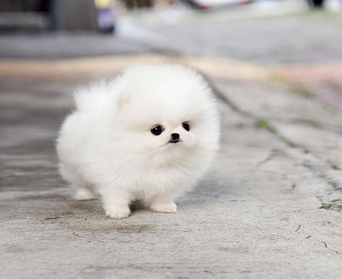 Smart Guide to Fluffy Baby Animals: Discover the Cutest Companions of 2025!